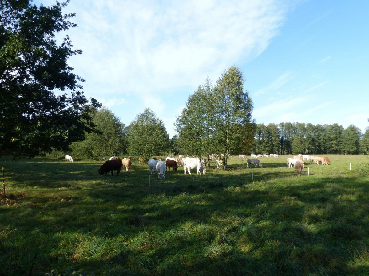 Ferienwohnung Ortrand - Pension Exteriör bild