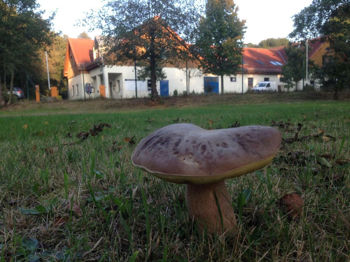 Ferienwohnung Ortrand - Pension Exteriör bild